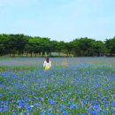 국화목장 이미지