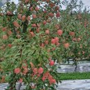 실버마을의료기 | [경북 청송]노인전동차 의료용스쿠터 전동스쿠터 케어라인 나드리200 납품 및 나드리110 튜브 교체수리