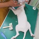 신일환동물병원 네이버블로그