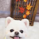 블루밍독 이미지