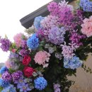 봄앤봄 플라워 카페 이미지