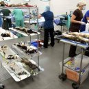 고양이 별 이미지