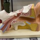 더 편한 보청기 이미지