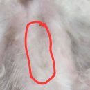 동그라미 동물의료센터 이미지