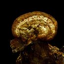 황금버섯 이미지