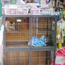 아지랑양이 이미지