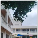 한독유치원 이미지