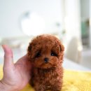 로즈퍼피 티스토리