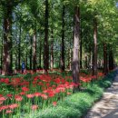 &#34;버려진 땅의 반전&#34; 37만 송이 상사화·꽃무릇으로 물든 가을 명소 이미지