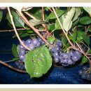 아로니아생과, 꾸지뽕건재 판매해요 이미지