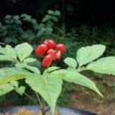 청학이 머무르는 산삼마루