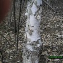 기침 간장질환에 좋은 자작나무 이미지