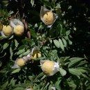 베드로 농장 이미지