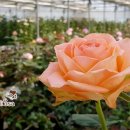 건일농장 | 팜투테이블 플라워 농장직송 직접재배 꽃집 창원 마산 장미꽃 마리포사 꽃배달 꽃다발 꽃바구니