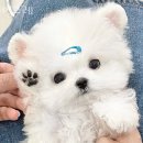 인천강아지분양 멍그레 | 인천 청라동 강아지분양 멍그레 가격 위치