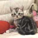 도레미캣 이미지