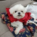 위례나무동물병원 이미지