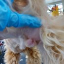 동그랑 애견 미용실 이미지