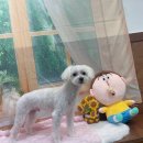 호이펫샵 이미지