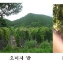 동막동(4) 이미지