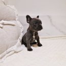 버디독 강아지분양 안심분양센터 서울 영등포점 이미지