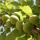 매실 효능 부작용 따는 시기 매실청 효능 이미지