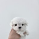 퍼피메이트 안심분양센터 동탄 강아지분양 이미지