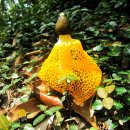 황금버섯 이미지