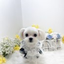 하리몽 이미지