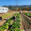 조은정원농장 이미지