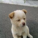 똥강아지 이미지