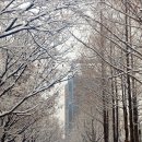 시청앞 가로수길 이미지