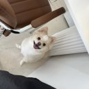 요술가위미용실 | 애견미용 학원생 13_한국애견협회 반려견스타일리스트 실기시험