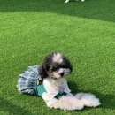 플레이멍 광주애견유치원&애견호텔 이미지