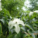 Wyanokie High Point, Norvin Green State Forest (06/01/22) 이미지