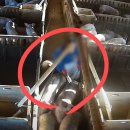 큰닭농장 이미지