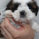 버디독 강아지분양 안심분양센터 김포점 이미지