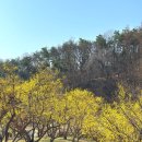 이천백사산수유
