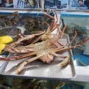 영덕대게 이미지