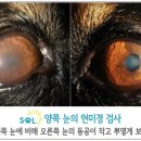 오주동물병원 이미지