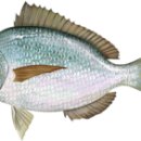 SCUP
