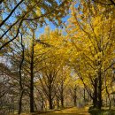 백련사 | 용인 숨겨진 은행나무 단풍 명소 :: 백련사 11월 단풍 후기