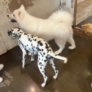 동건스애견카페 이미지