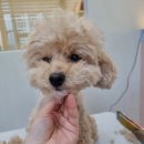 하리스펫 이미지