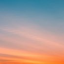 로뎀나무 이미지