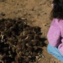 (주)아이그리드 | 좀 속상한 영남알프스 오프그리드 숲축제 순한맛 체험후기임