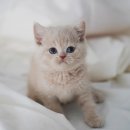 멋진 고양이 이미지