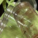 씨유전주하가빌리지점 | 온 세상이 두쫀 두쫀