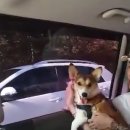 로이펫택시 이미지