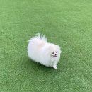 리츠펫 선물 이미지